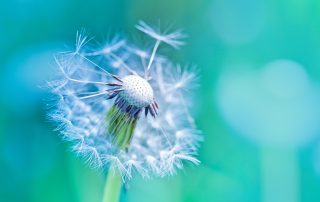 An image of a flower letting go its puff. Just as the flower does, we need to start our emotions release journey with the small things first.