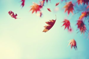 As the three in the image acknolodges the importance of letting go its leaves, so do we need to be honest with ourselves and let go our negative feelings.